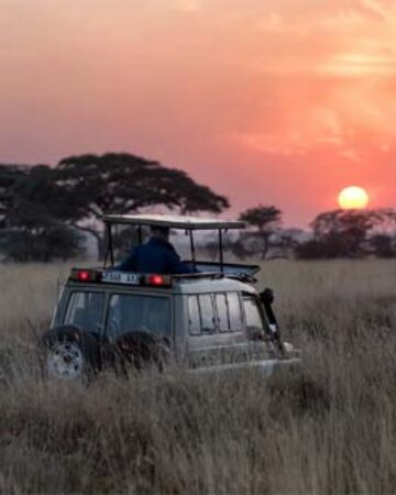 Africa Safaris
